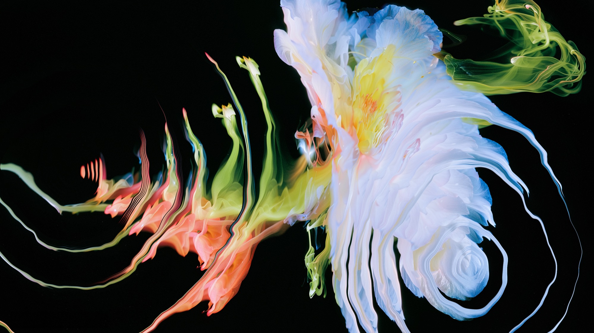 Waved Blossoms: weiße Blüte auf Schwarz, deren Blätter und Stängel in grünen, gelben und orangefarbenen Schlieren zerfließen